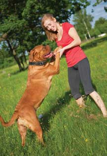 dog playing