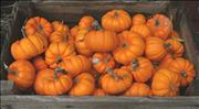 Pile-of-Pumpkins