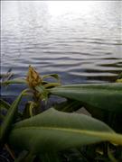 Rhododendron-on-Bass-Lake