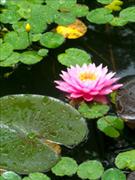 water-lily-at-lake-toxaway