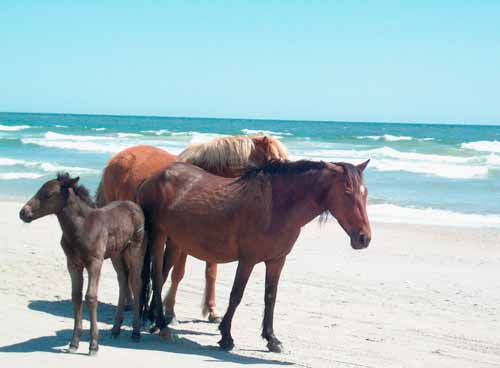 Trip to the Beach